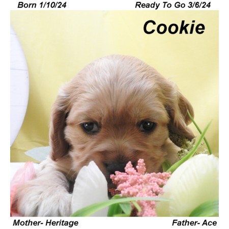 puppy, for, sale, Cocker Spaniel, Joe & Cherri  Overlease, dog, breeder, Miller, MO, dog-breeder, puppy-for-sale, forsale, nearby, find, puppyfind, locator, puppylocator, aca